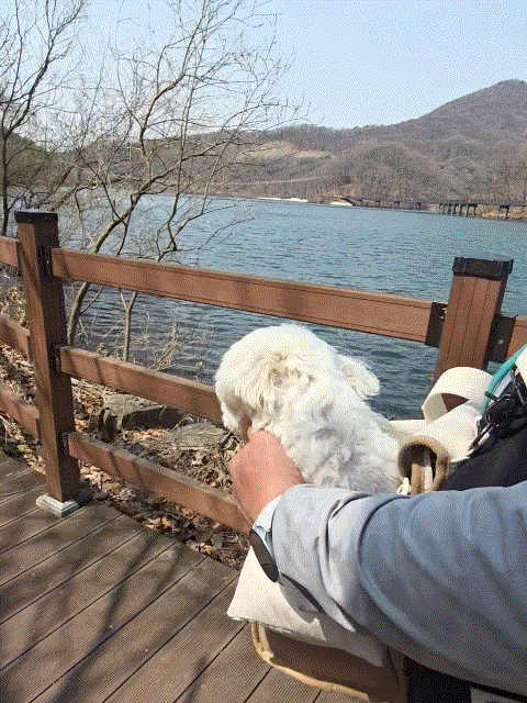 마장호수 출렁다리 이미지 30